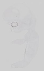 EMAGE:19237