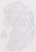 EMAGE:19247