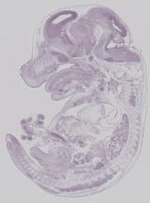 EMAGE:19248