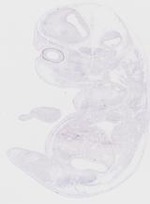 EMAGE:19256