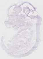 EMAGE:19256