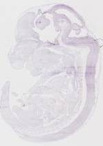 EMAGE:19256