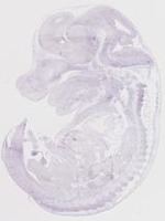 EMAGE:19256