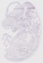 EMAGE:19256