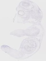 EMAGE:19256