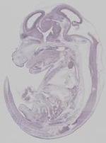 EMAGE:19259