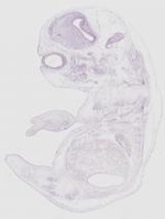 EMAGE:19267