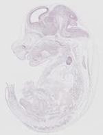 EMAGE:19267