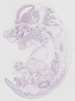 EMAGE:19267