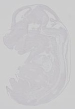 EMAGE:19276