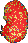 EMAGE:19308