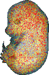 EMAGE:19360