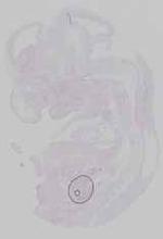 EMAGE:19363