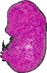 mouse atlas EMAGE spatial in situ gene expression database None