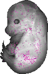 mouse atlas EMAGE spatial in situ gene expression database None