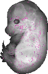 mouse atlas EMAGE spatial in situ gene expression database None