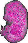 mouse atlas EMAGE spatial in situ gene expression database None