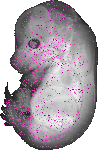 mouse atlas EMAGE spatial in situ gene expression database None