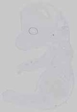 EMAGE:19463