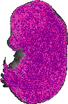 mouse atlas EMAGE spatial in situ gene expression database None