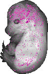 mouse atlas EMAGE spatial in situ gene expression database None
