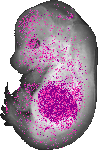 mouse atlas EMAGE spatial in situ gene expression database None