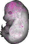 mouse atlas EMAGE spatial in situ gene expression database None
