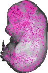 mouse atlas EMAGE spatial in situ gene expression database None