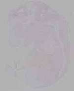 EMAGE:19699