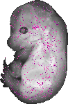 mouse atlas EMAGE spatial in situ gene expression database None