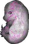 mouse atlas EMAGE spatial in situ gene expression database None