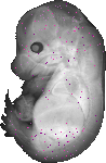 mouse atlas EMAGE spatial in situ gene expression database None