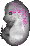 mouse atlas EMAGE spatial in situ gene expression database None