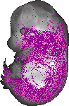 mouse atlas EMAGE spatial in situ gene expression database None