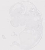EMAGE:19961