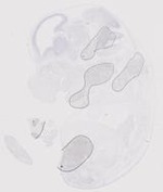 EMAGE:19962