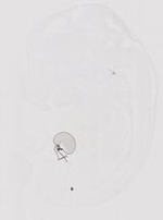 EMAGE:19965