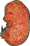 EMAGE:19984