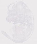 EMAGE:19992