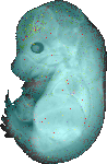 EMAGE:19993