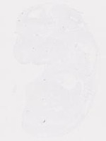 EMAGE:19997