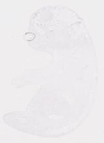 EMAGE:20001