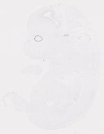 EMAGE:20001