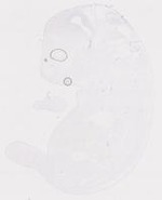 EMAGE:20004