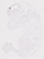 EMAGE:20007