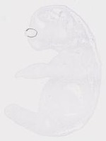 EMAGE:20008