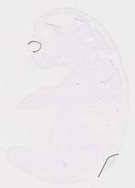 EMAGE:20009