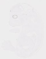 EMAGE:20009