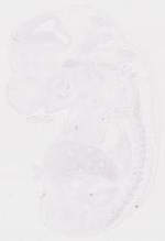 EMAGE:20009