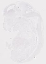 EMAGE:20009